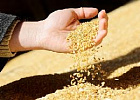 Запасы зерна в России достигли рекордных 58 млн тонн