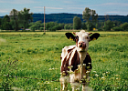 В 2019 году продуктивность коров в сельхозпредприятиях выросла на 255 кг 