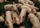 Производство свиней за семь месяцев 2019 года увеличилось на 5,2%
