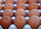 Кузбасс лидирует по производству куриного яйца в Сибири