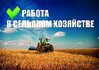 Едем на село: передовым хозяйствам Томской области требуются рабочие и специалисты
