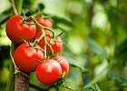 В США разработали робот Virgo для сбора томатов