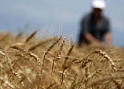 Кабмин обновил цены отсечения на зерно для расчета пошлин