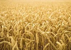 Россия лидирует в мировом экспорте пшеницы – конкуренты волнуются обоснованно