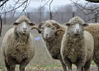 В Ставропольском крае разводят уникальную породу овец