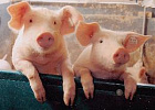 В Японии увеличат сроки годности свиных продуктов