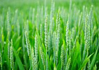 Повышенное содержание углекислого газа в воздухе пошло на пользу озимой пшеницы