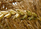 Дроны и авиационные адъюванты против фузариоза пшеницы