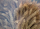 Экспорт зерна с момента введения пошлин на вывоз пшеницы увеличился
