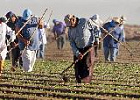 В Австралии эксплуатацию сезонных рабочих в сельском хозяйстве приравняли к рабству