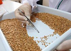 ​​​​​​​Лаборатория Алтайского филиала ФГБУ «Центр оценки качества зерна» проверила томские зернобобовые культуры 