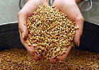 В России собрано более 89 млн тонн зерна, что на 28% больше уровня прошлого года
