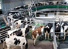 Минсельхоз России: объемы производства молока в сельхозорганизациях страны увеличилось 3%