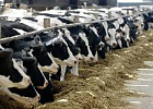 Томских сельхозтоваропроизводителей обучат, как повысить продуктивность молочного скота 