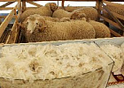 Аграриям Ставрополья возместят затраты на производство шерсти