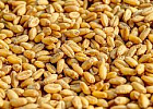 Влажность зерна – важный показатель качества