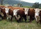 Россия с 30 июля запрещает ввоз из Македонии крупного рогатого скота и мяса