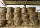 В России приступили к заготовке объемистых кормов для животноводства