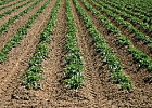 Основы эффективной технологии выращивания картофеля на базе малых форм хозяйствования