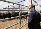 Д. Медведев потребовал от губернаторов немедленно довести субсидии до аграриев.