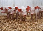 Профконсультанты Аграрного центра помогли начинающим молчановским фермерам развить свиноводческое хозяйство