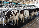 Простые правила молочного животноводства