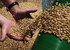 Эксперты прогнозируют стабилизацию цен за зерно