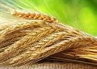 Минсельхоз понизил прогноз урожая зерна в 2018 году до 105–110 млн тонн