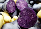Американские ученые вывели новый сорт богатого антиоксидантами картофеля