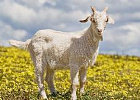 Легко ли в России коз содержать?