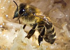 Асиновский пчеловод проведет мастер-класс для пасечников Томской области