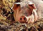 В Минсельхозе обсудили развитие подотрасли свиноводства