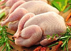 Россельхознадзор запретил поставки птицеводческой продукции с некоторых территорий ЕС