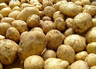 17,3 тонны урожая собрали участники акции «Социальный картофель»