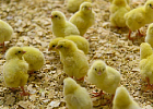 В Минсельхозе обсудили ситуацию на рынке мяса птицы и яиц