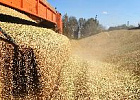 Россия сохранит экспортный потенциал зерна по итогам года, заявил Путин