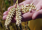 Урожайность зерновых в России на 21% ниже прошлогодней Урожайность зерновых в России на 21% ниже прошлогодней