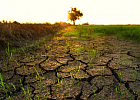 Абрамченко оценила влияние засушливой погоды в 2020 году на урожаи 