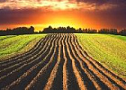 В Совете Федерации предложили создать программу «Плодородный гектар» в интересах фермеров и государства 