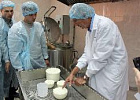 Сыровары из Нидерландов обучили томских фермеров изготовлению сыра «Гауда»