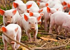 В Томской области растет поголовье свиней и производство молока