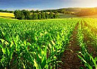 В первом полугодии сельское хозяйство показало рост на 1,2%