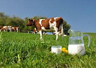 Минсельхоз России: в стране увеличены объемы производства молока