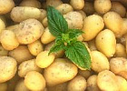 Урожай картофеля в 2019 году вырастет до 22,8 млн тонн