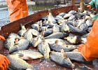 Рыбоводство в больших прудах на водотоках хотят упростить