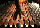 «Белая птица» начнет выпуск племенного инкубационного яйца