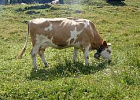 В Швейцарии военные на вертолетах спасают коров от жары