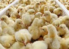 Российские сельхозорганизации увеличили производство птицы на 9,4%
