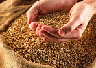 Рекордный урожай зерна может уронить доходность агросектора