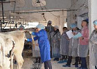Аграрный центр приглашает  на семинар по искусственному осеменению коров и телок 